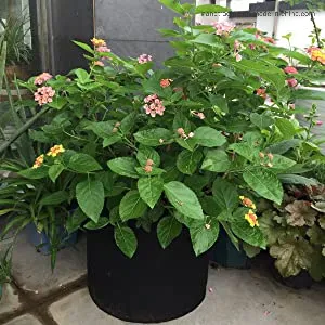 3 Gallon Grow Bags, Aeration Fabric Pots with Handles, Pot for Plants 