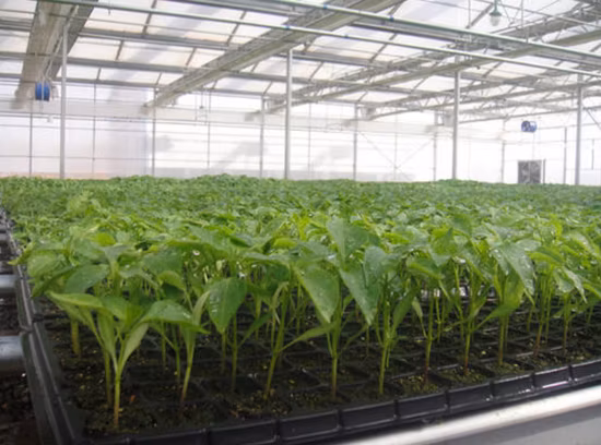 32/50/72/105/128/200 Cells Seedling Trays Germination Nursery Tray